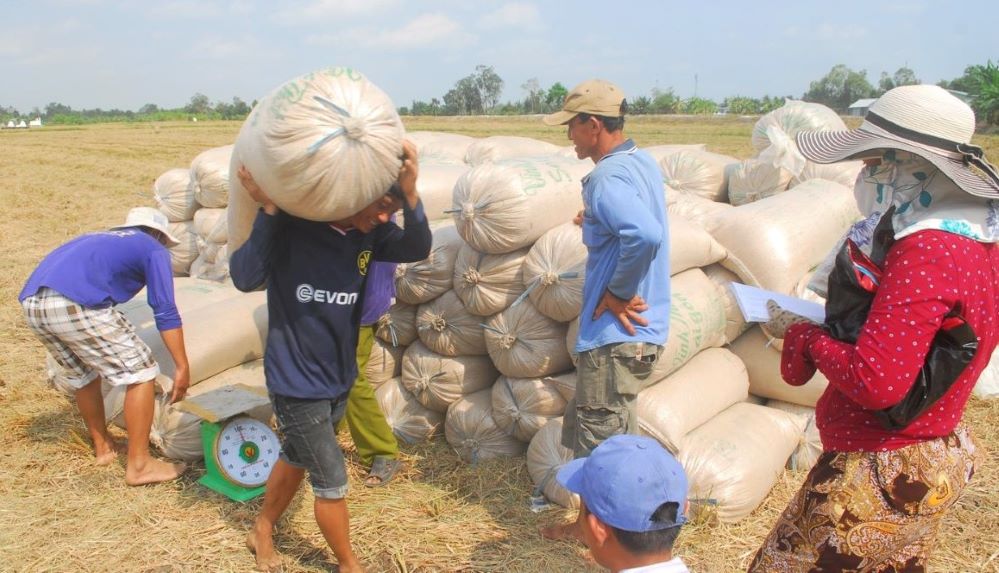 Giá nông sản ngày 15/9: Hồ tiêu và lợn hơi bật tăng, cà phê sụt giảm mạnh