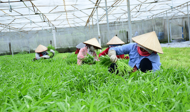 Liên kết chuỗi sản xuất nông nghiệp góp phần xây dựng nông thôn mới