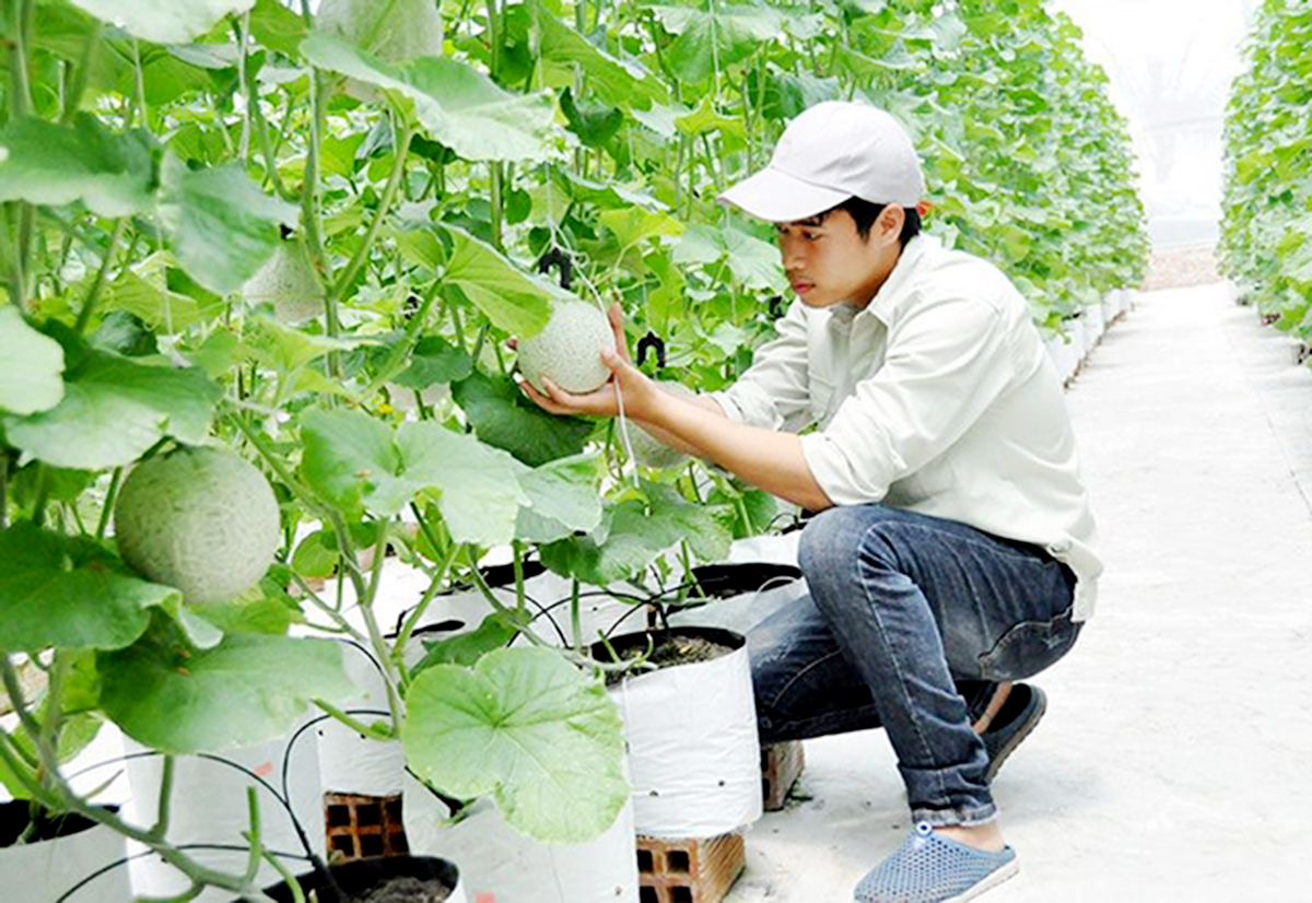Thuận Thành thêm động lực phát triển nông nghiệp xanh