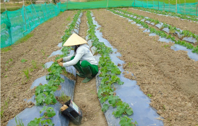 Xã thuần nông chủ động xây dựng nông thôn mới nâng cao