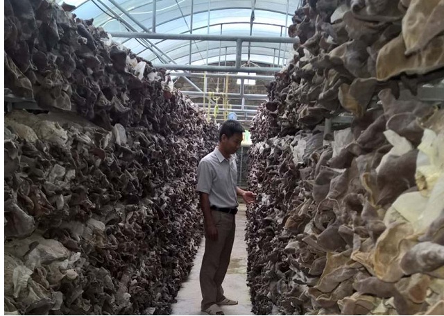 HTX Trúc Phượng: Trồng nấm công nghệ cao, giảm 50% nguyên liệu đầu vào