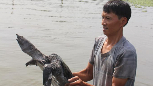 Tân Châu: Phát triển kinh tế từ nghề chăn nuôi