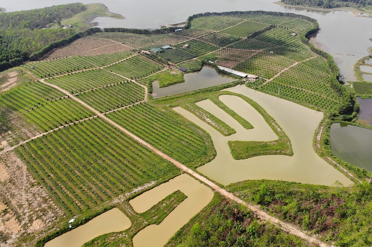 HTX Gia Phúc: Biến đất hoang thành vựa cây ngút ngàn