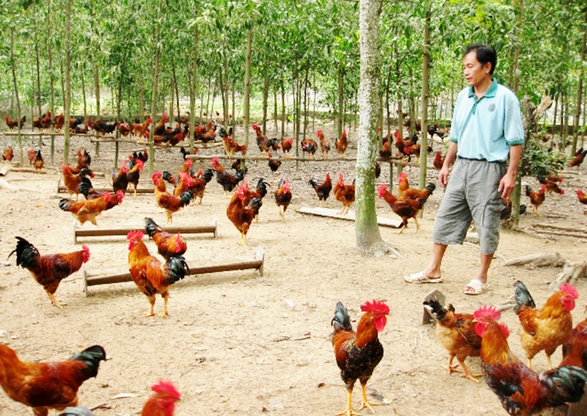 Phú Bình tạo động lực phát triển sản phẩm OCOP