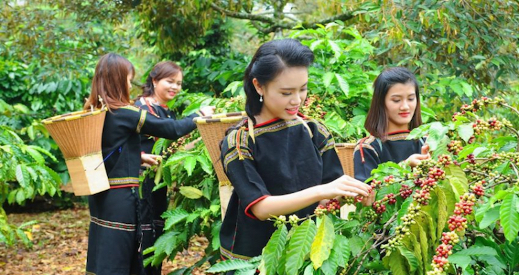 Giá nông sản ngày 22/9: Cà phê giảm nhẹ, lợn hơi biến động trái chiều, tiêu dứt đà đi ngang