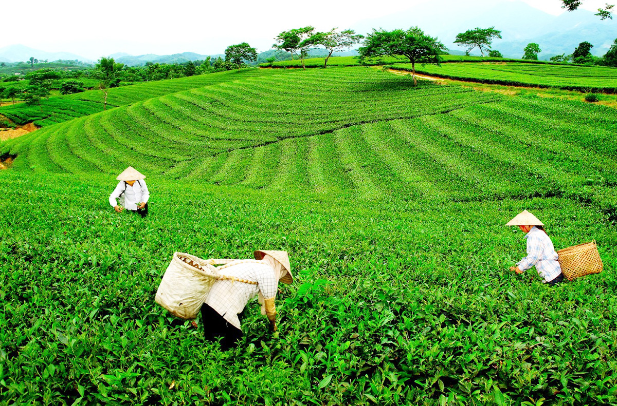 Nông nghiệp 'khoác áo mới' cho Đại Từ