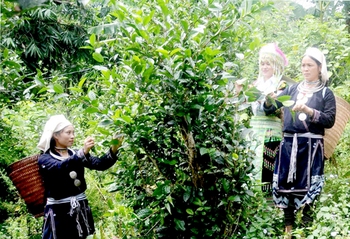 OCOP bứt tốc cùng nông thôn mới ở Na Hang