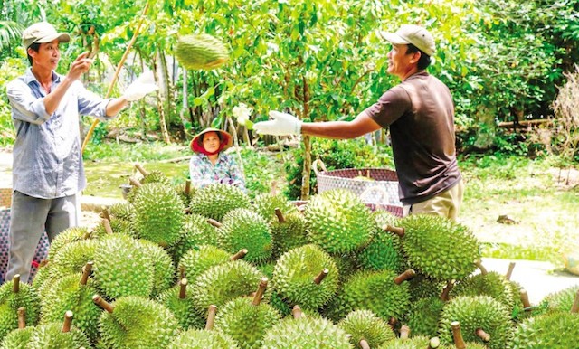 Mở đường thoát cho ‘vựa trái cây’ miền Tây