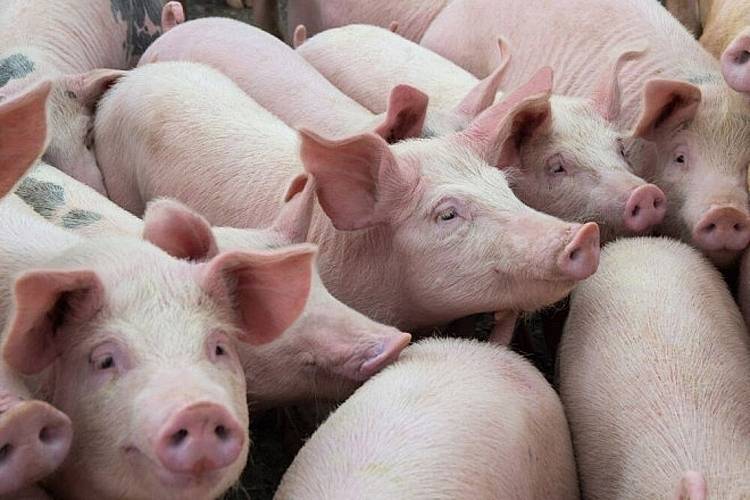 Giá nông sản ngày 28/9: Lợn hơi tăng trở lại, cà phê đi ngang, tiêu tăng giảm đan xen