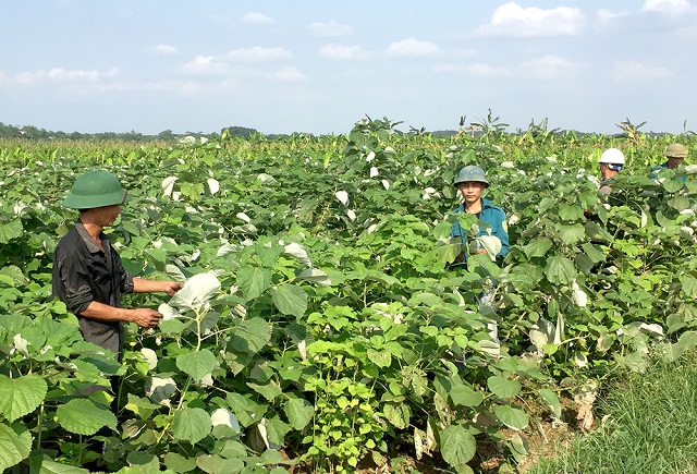 Trồng “cây vàng” trên đất Hoàng Cương