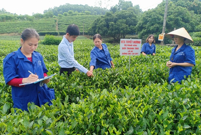 HTX Tuyết Hương: Góp sức nhỏ, xây thương hiệu OCOP 4 sao
