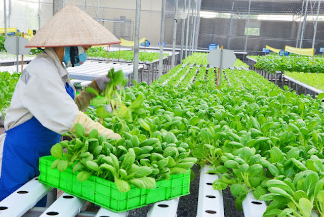 Về Trung Lập Thượng xem nông dân vươn lên làm giàu