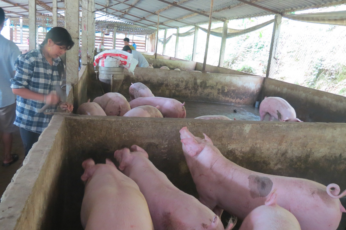Giá nông sản ngày 6/10: Tiêu chờ sóng từ thế giới, lợn hơi đi xuống, cà phê quay đầu giảm
