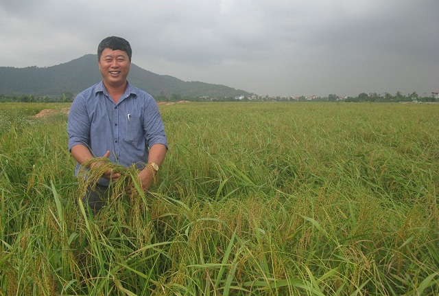 Sản xuất xanh nâng tầm gạo sạch Bối Khê