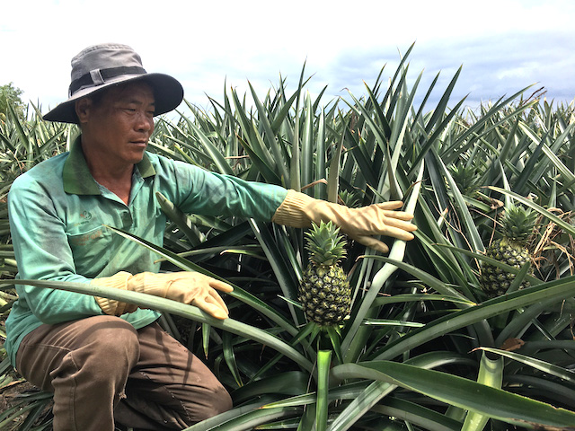 Nông dân Tân Phước đổi đời nhờ học nghề trồng khóm