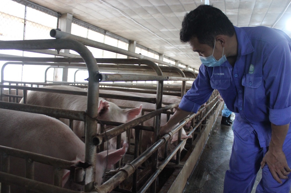 Giá nông sản ngày 8/10: Lợn hơi, tiêu và cà phê cùng giảm