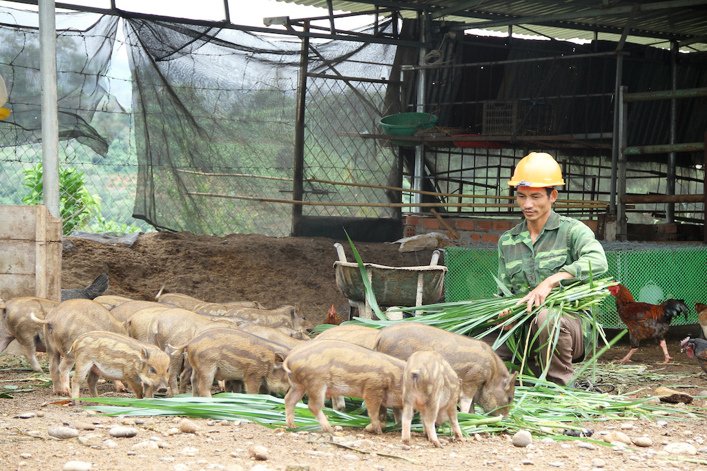 Hiệu quả dạy nghề nông thôn ở Đăk Hà