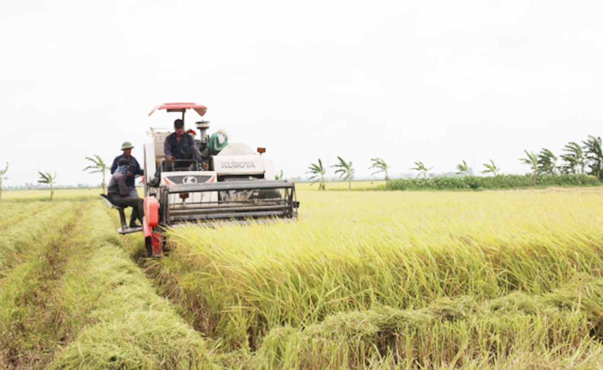 Thái Bình: Hiệu quả cao từ liên kết sản xuất nông nghiệp sạch