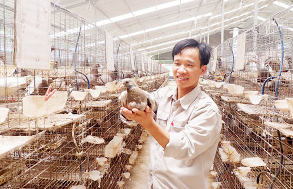 Hiệu quả vượt trội từ chăn nuôi an toàn sinh học