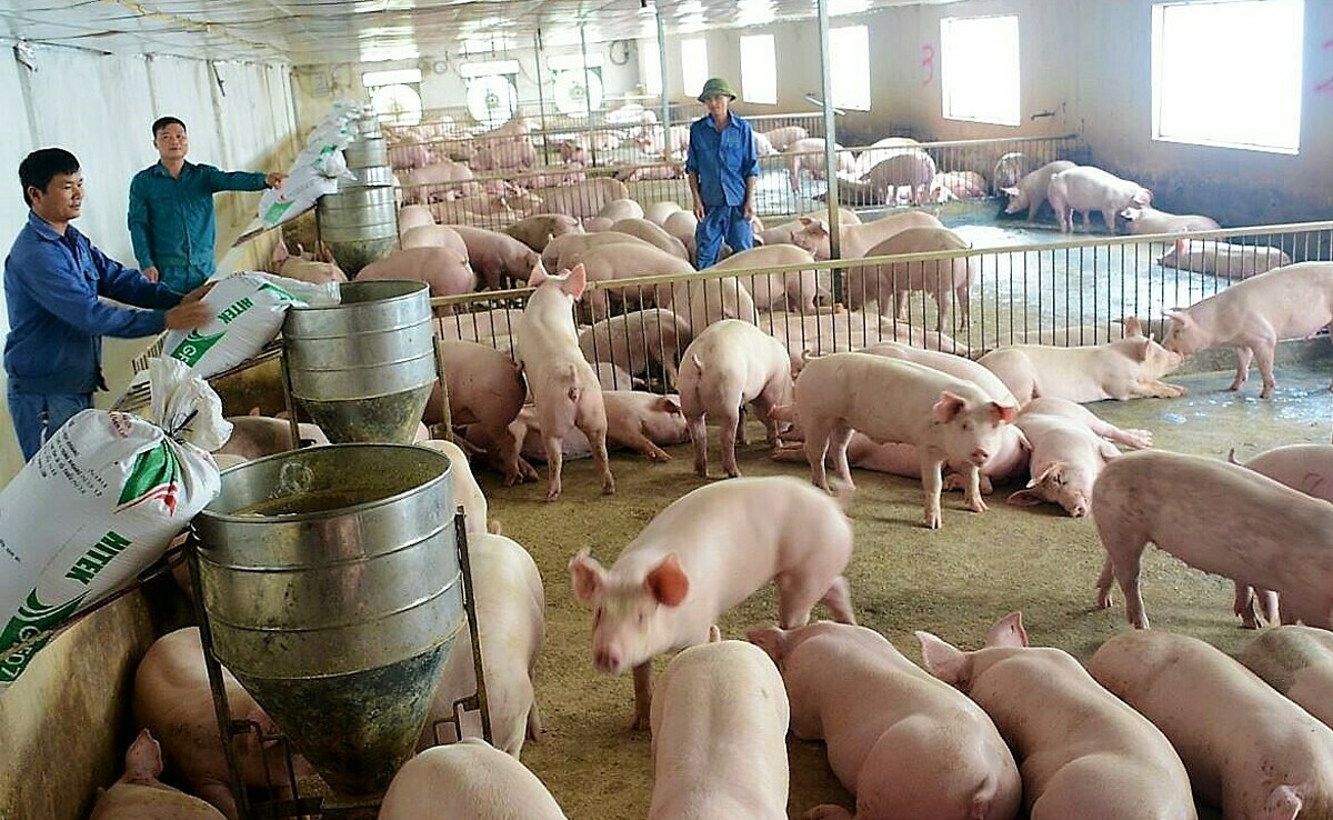 Giá nông sản ngày 13/10: Lợn hơi và cà phê giảm sâu, tiêu đi ngang