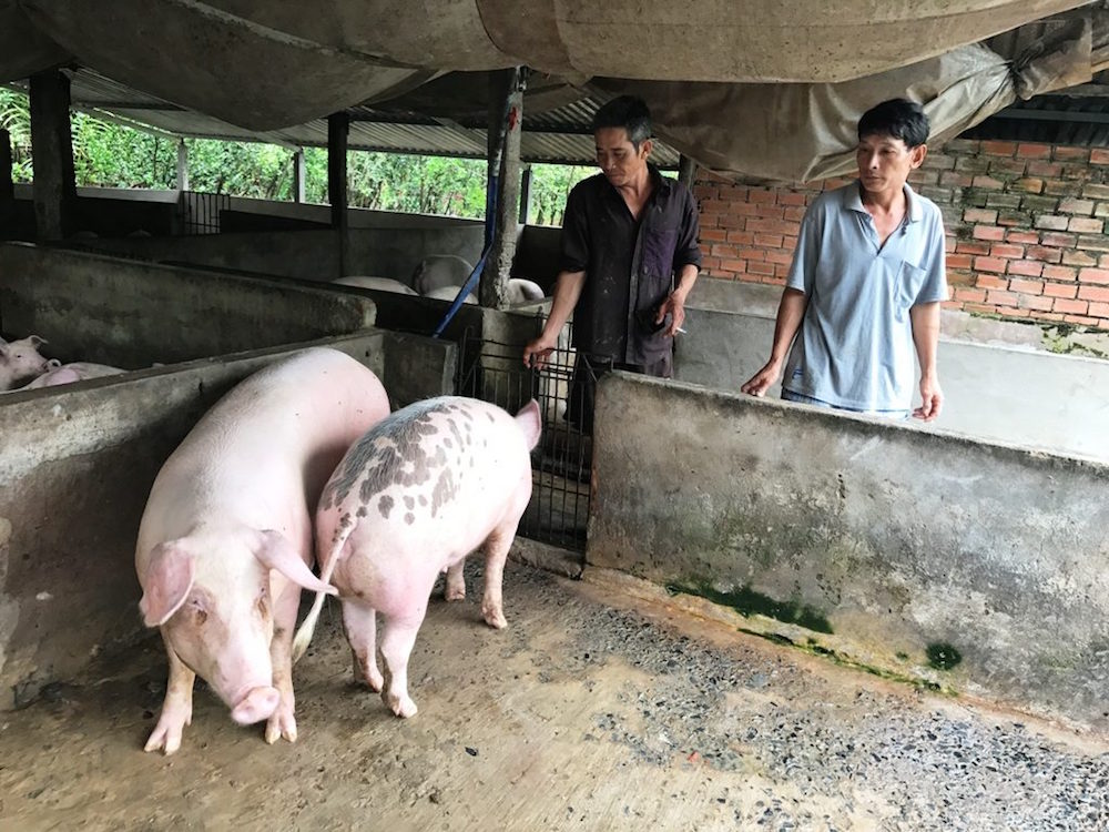 Lợn hơi giảm sốc, chăn nuôi nhỏ 