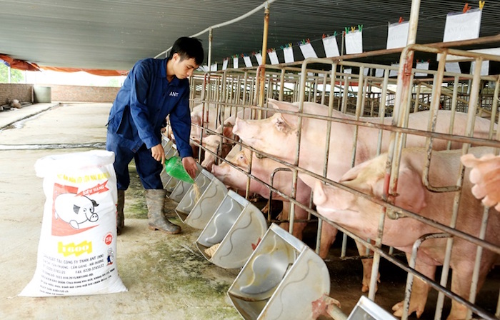 Giá nông sản ngày 14/10: Lợn hơi và cà phê chưa dứt đà giảm, tiêu ổn định