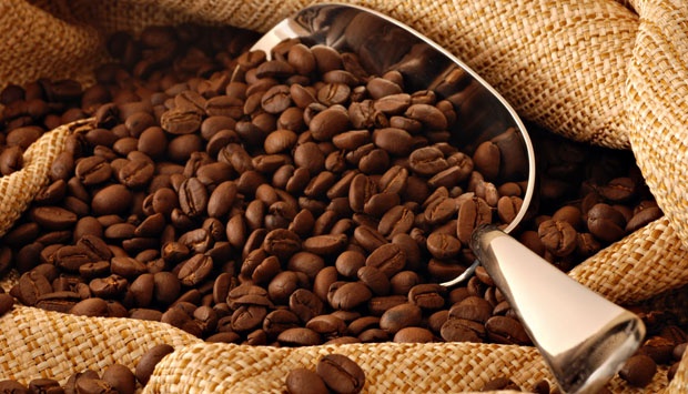 Giá nông sản ngày 16/10: Cà phê tăng 300 đồng/kg, tiêu đi ngang, lợn hơi diễn biến trái chiều