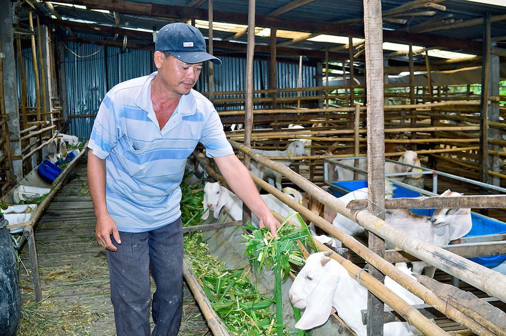 Triển vọng nghề chăn nuôi dê ở Lộc Ninh