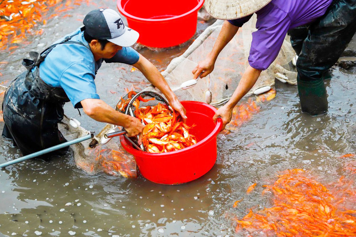 Cẩm Khê: Lãi đậm từ nuôi thủy sản sạch