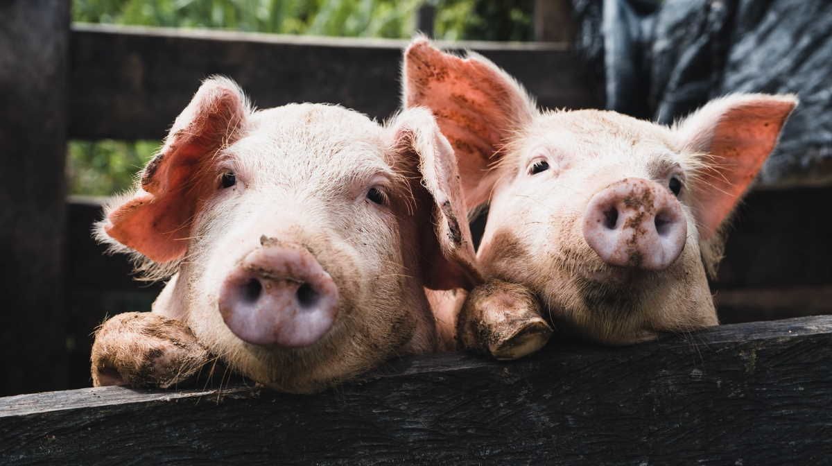 Giá lợn hơi ngày 17/10: Diễn biến khó lường, tăng 1.000 - 2.000 đồng/kg