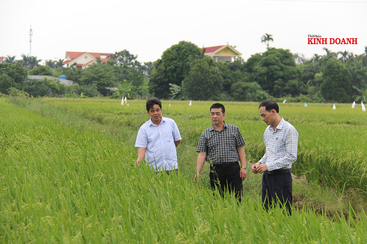 Thái Bình: Khẳng định vai trò của HTX trong phát triển kinh tế