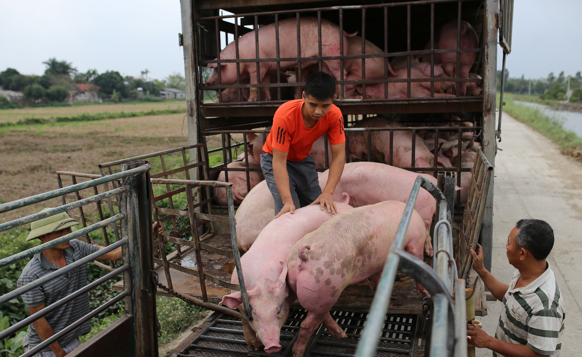 Giá lợn hơi ngày 20/10: Giảm 1.000 - 2.000 đồng/kg, có hiện tượng bán chạy