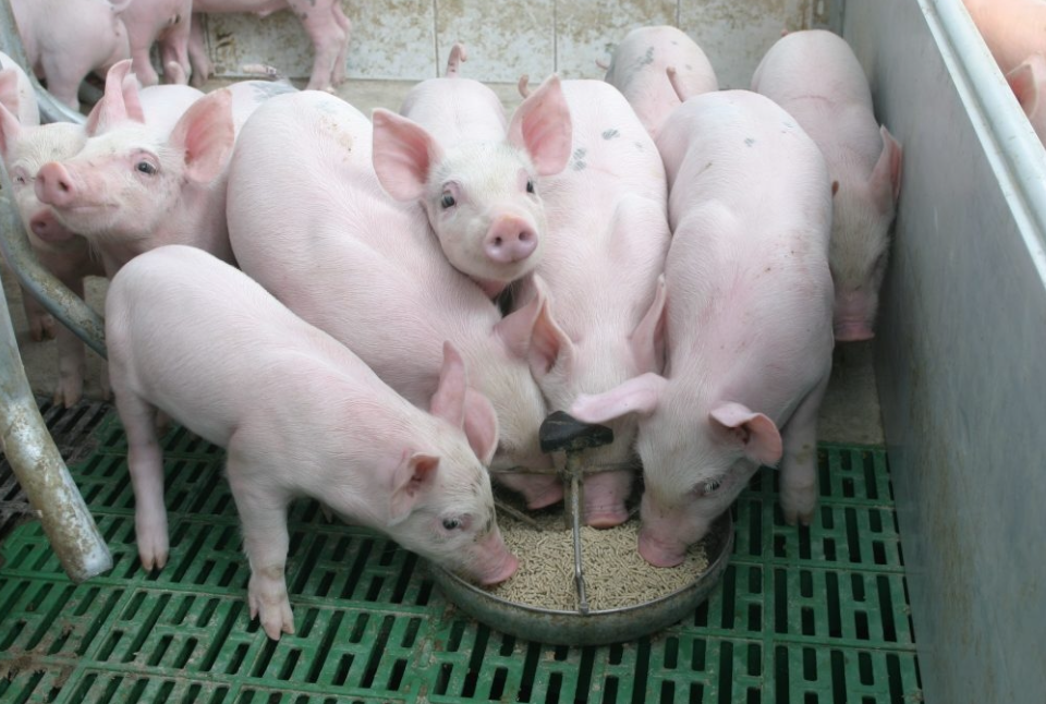Giá lợn hơi ngày 21/10: Lo dịch tả lợn châu Phi, tiếp tục mất 1.000 - 2.000 đồng/kg