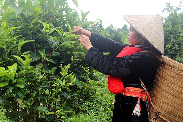 Yên Hân: Sản phẩm OCOP 3 sao tạo nền tảng xây dựng nông thôn mới