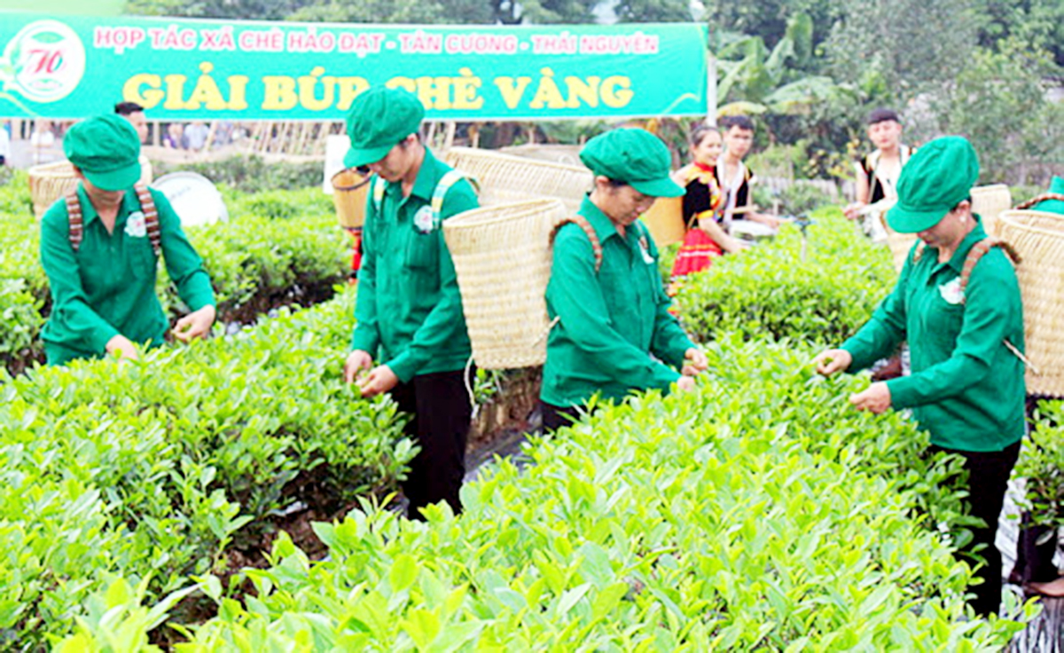 HTX chè Hảo Đạt: Chất lượng làm nên thương hiệu