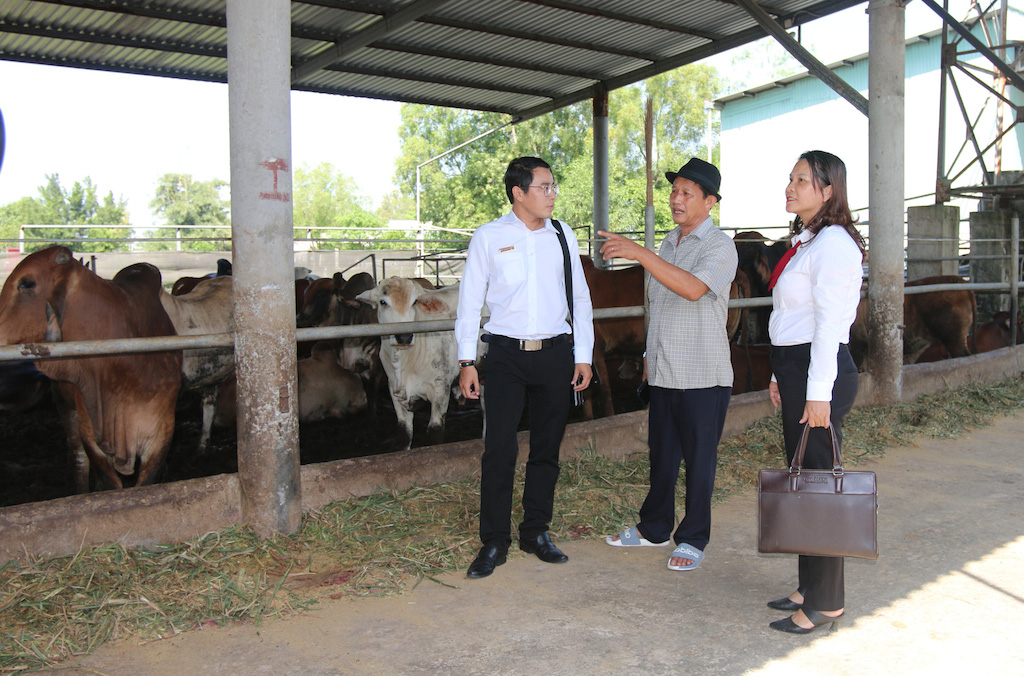 Chuyển biến tích cực nghề chăn nuôi bò ở Đức Hoà
