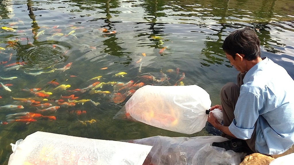 Bình Lợi phất lên với mai vàng và cá cảnh