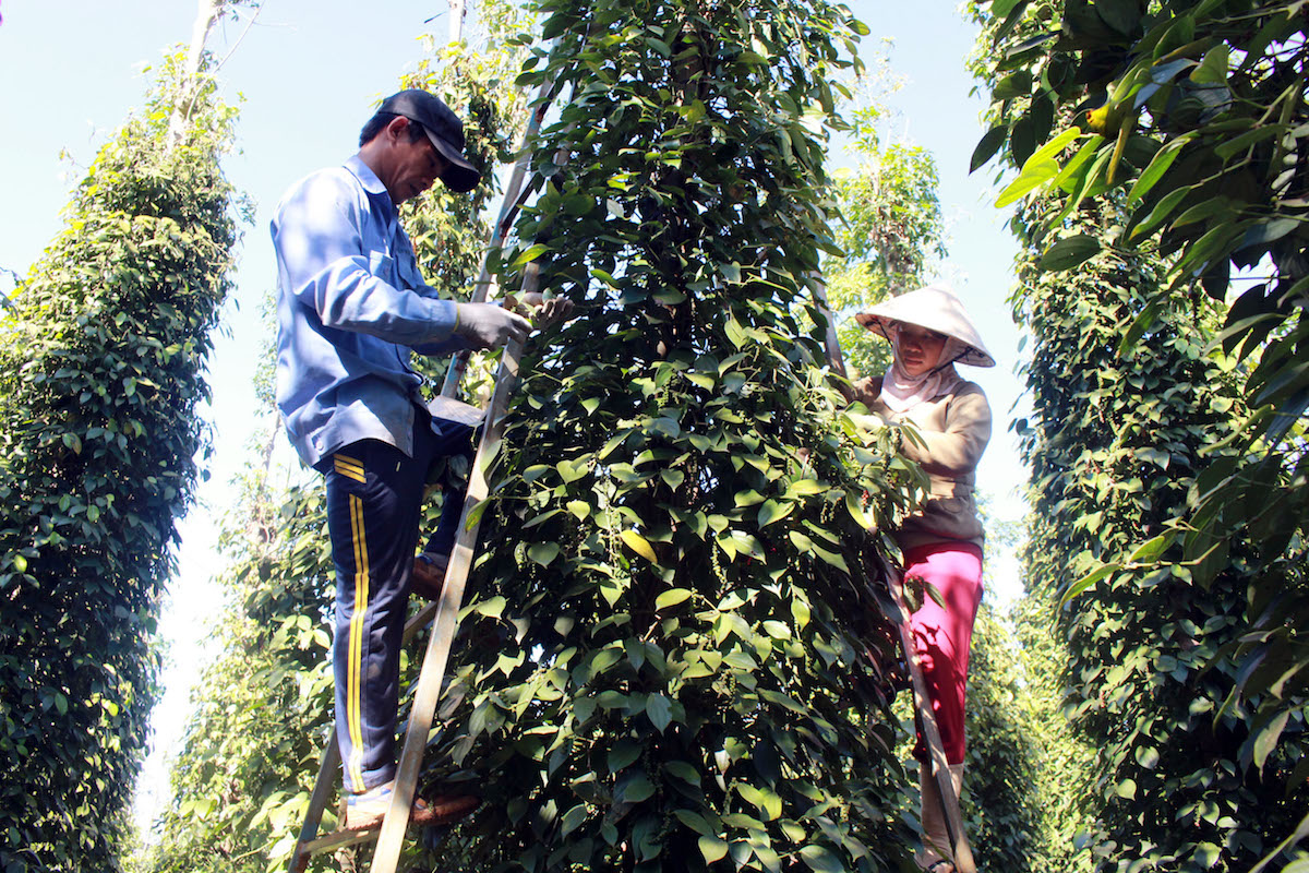 Giá nông sản ngày 3/11: Tiêu giảm 500 đồng/kg, cà phê thấp thỏm lo bão số 10