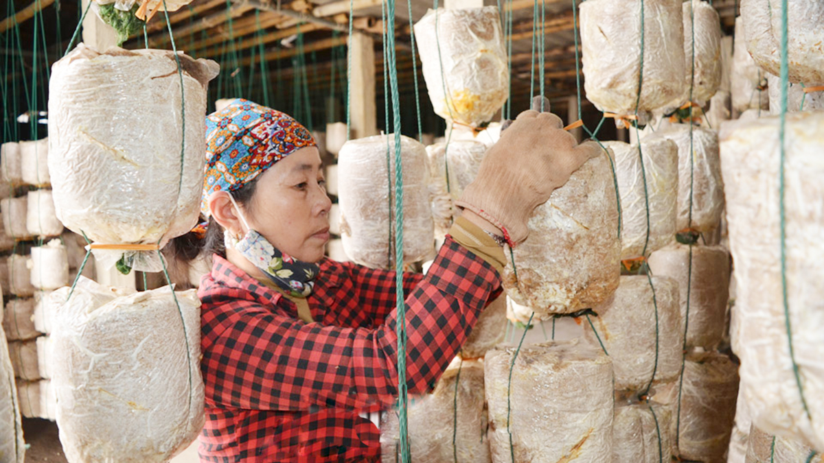Phát triển sản xuất theo vùng, mở lối thoát nghèo cho nông dân