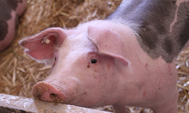 <p>
<strong>3. Đức - 76,39 tỷ euro</strong><br /><br /><em>Đức là nhà sản xuất thịt lợn lớn nhất ở châu Âu. </em>Tomwieden / Pixabay</p>