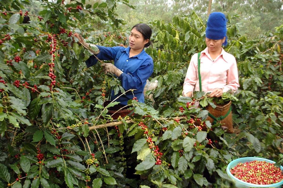 Giá nông sản ngày 5/11: Cà phê, tiêu cùng giảm, giá lợn hơi miền Bắc biến động nhẹ