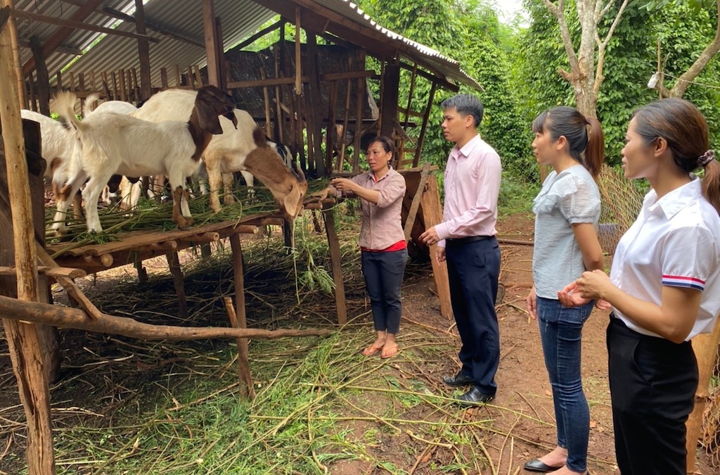 Nghề chăn nuôi mở lối thoát nghèo ở Phú Riềng