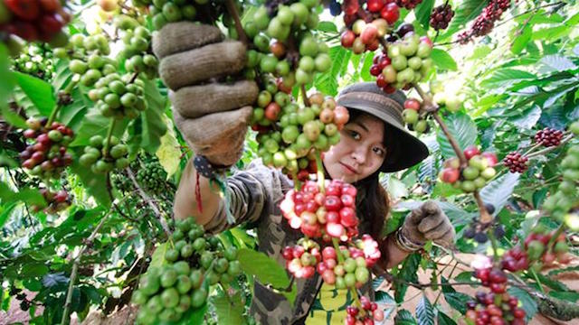 Thị trường nông sản ngày 6/11: Cà phê bật tăng lên mức 33.000 đồng/kg, giá tiêu và lợn hơi diễn biến trái chiều