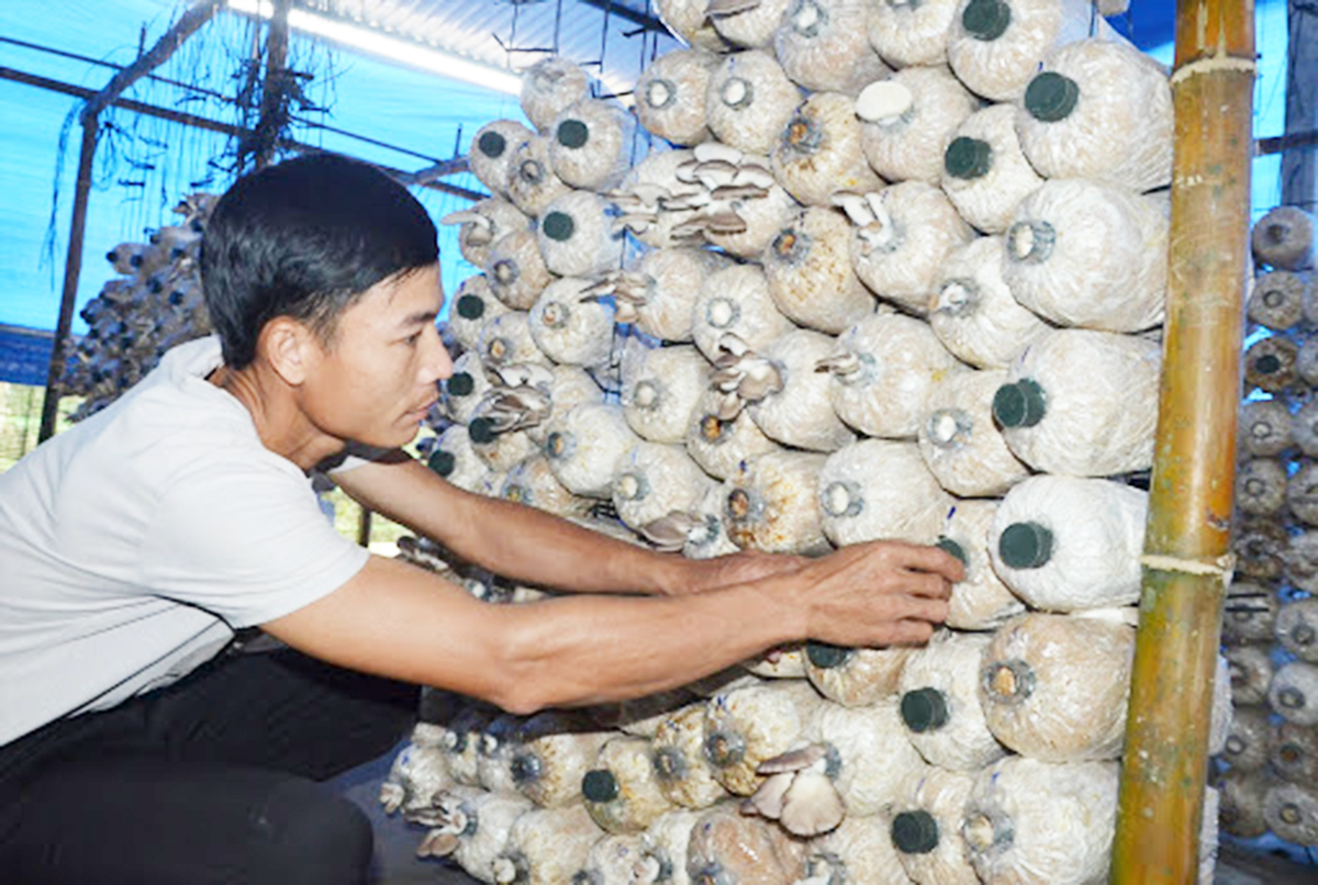 Trực Thái đi lên cùng nông nghiệp sạch