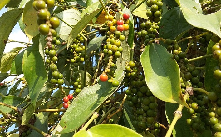 Thị trường nông sản ngày 7/11: Giá tiêu, cà phê giữ đà tăng, lợn hơi diễn biến trái chiều