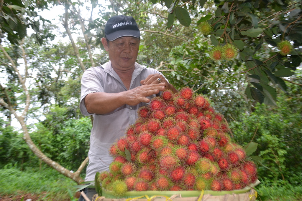 Nông dân Quang Trung làm giàu với nông nghiệp sạch