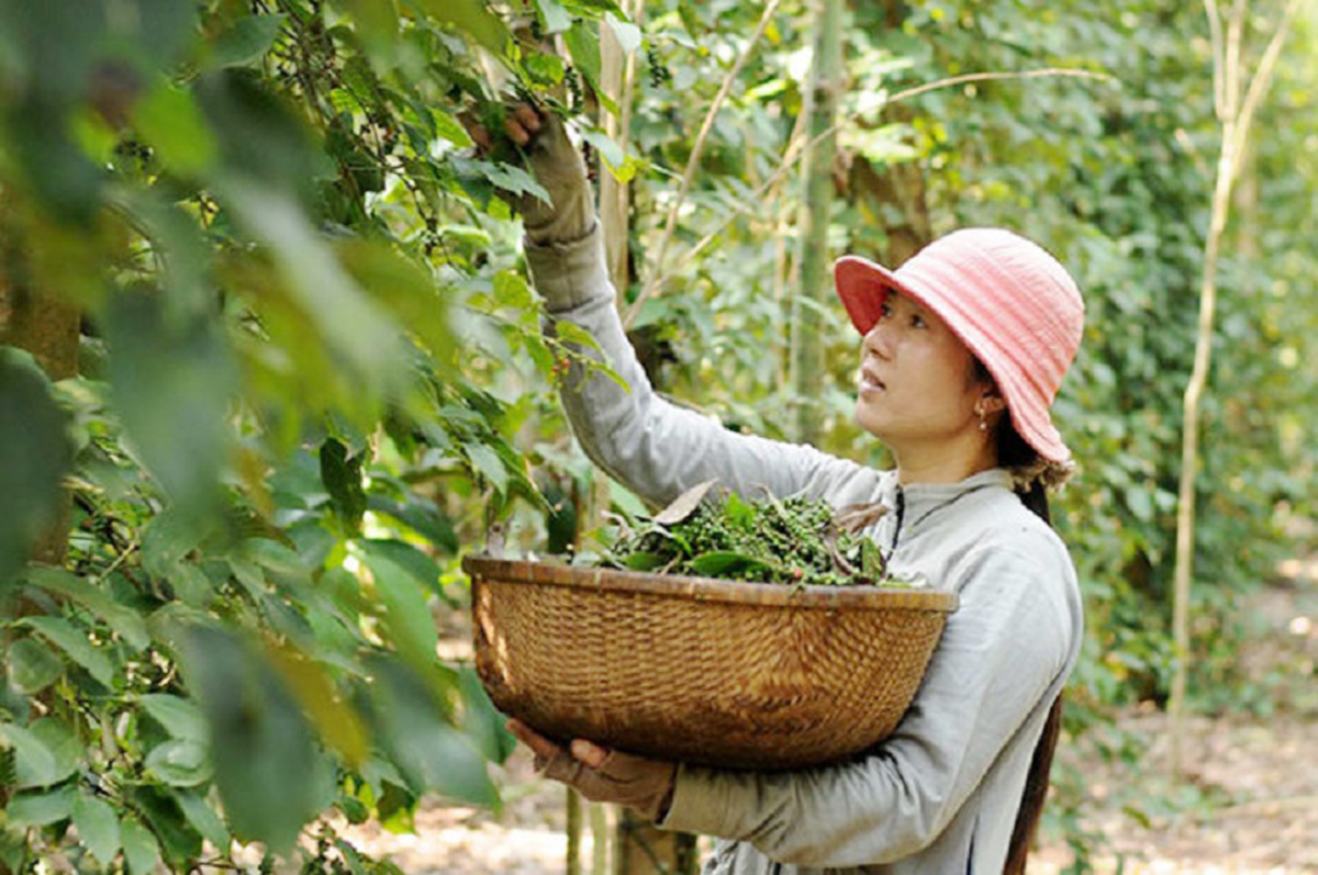 Tiêu Cùa gia tăng giá trị nhờ liên kết sản xuất