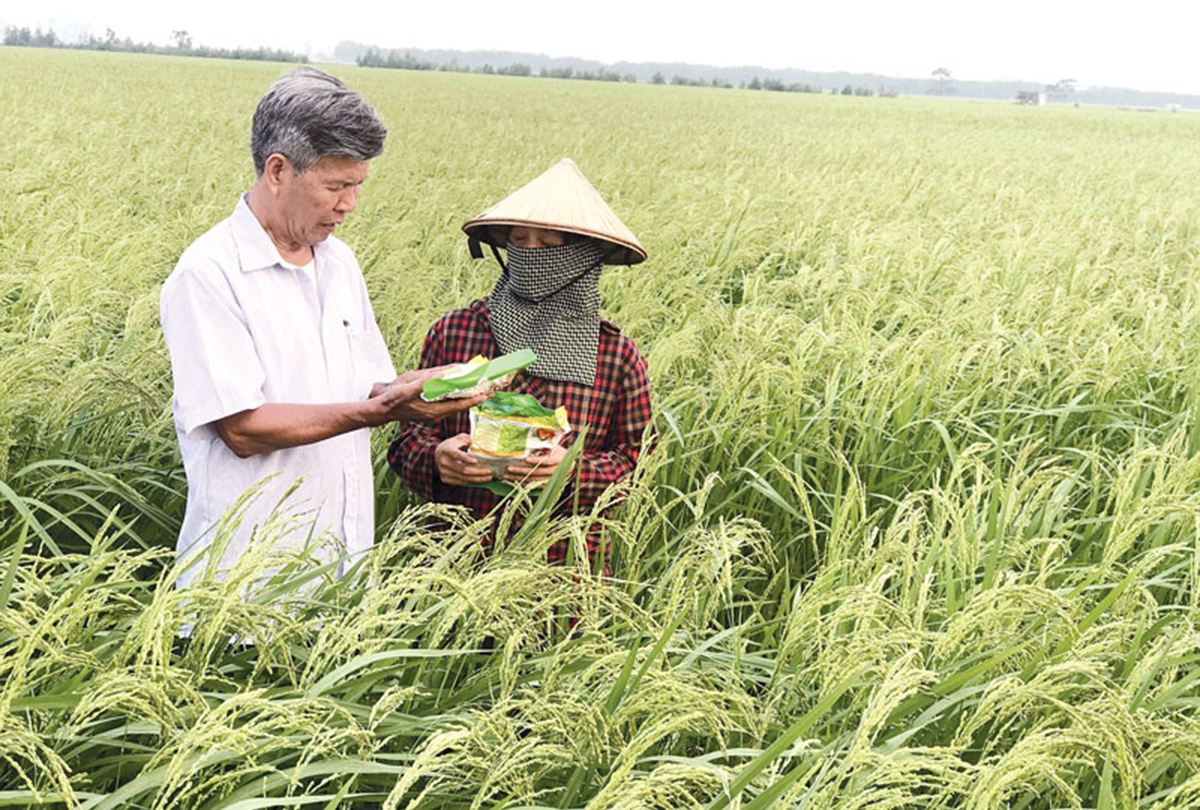 HTX Đức Lân: Sản xuất VietGAP, giải 'bài toán' thị trường