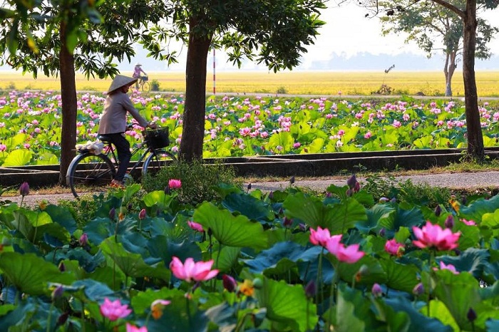 Nông thôn mới Hòa Xuân Tây bừng sáng với sen hồng