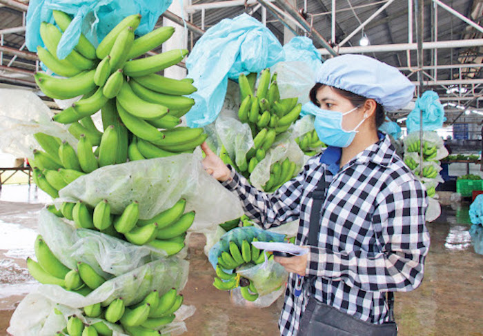 Nông nghiệp Việt tìm cách vượt rào cản kỹ thuật
